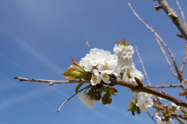 cerisier en fleur, Les Moutiers