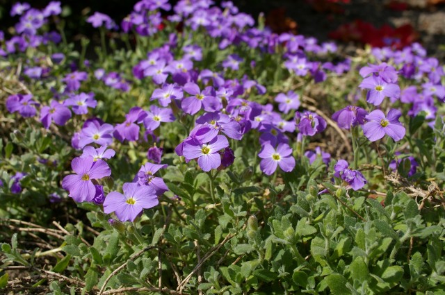 violettes, Les Moutiers