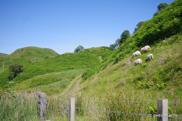 2014-07-01_66-Camping_Oban-moutons-blog
