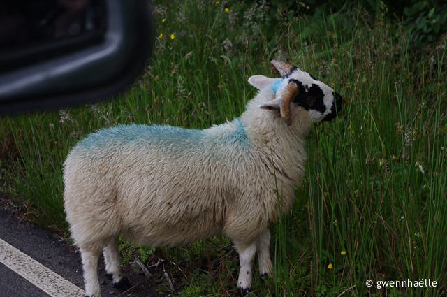 2014-07-03_10-Isle_of_Mull-moutons_route-blog