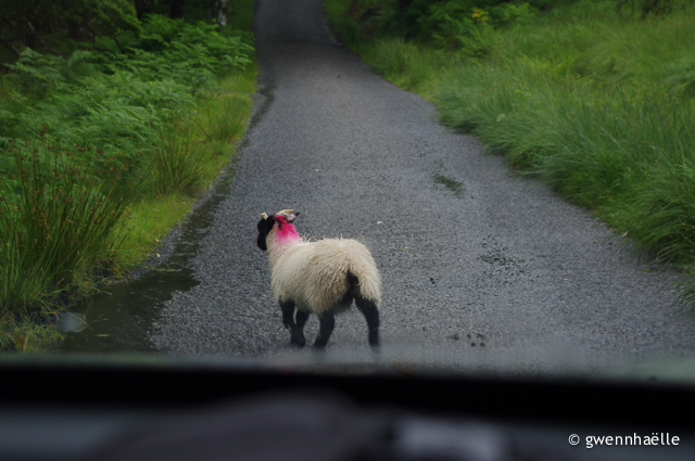2014-07-04_21-Isle_of_Mull-mouton_route-blog