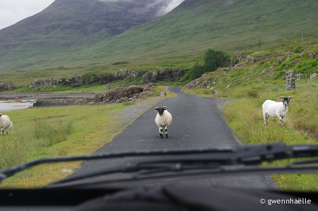 2014-07-04_43-Isle_of_Mull-moutons_route-blog