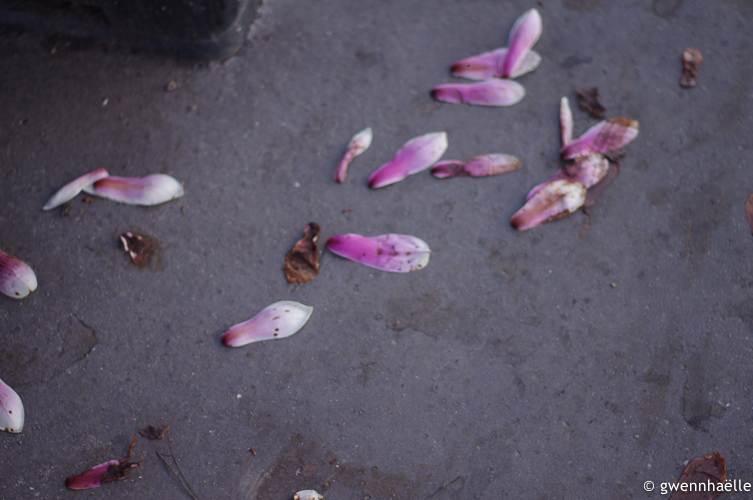 2012-03-24_03-petales_magnolias-web.jpg