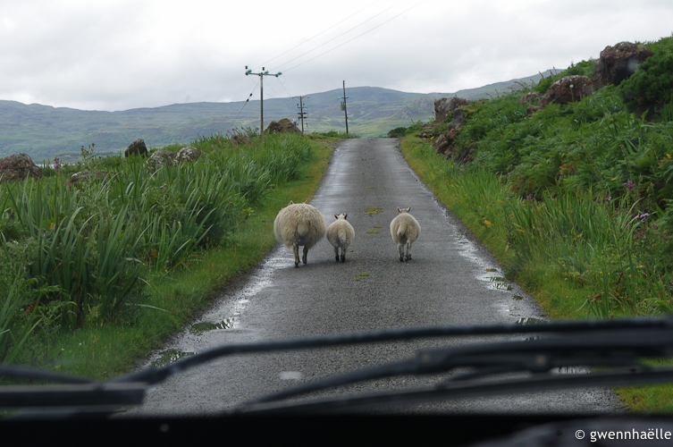 2014-07-04_42-Isle_of_Mull-moutons_route-web.jpg
